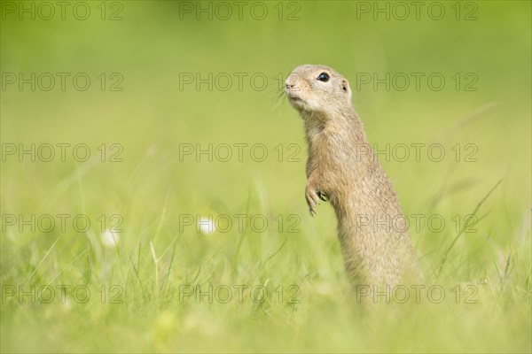 European ground squirrel (Spermophilus citellus)