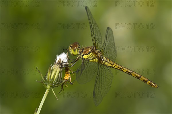 Common Darter (Sympetrum striolatum)