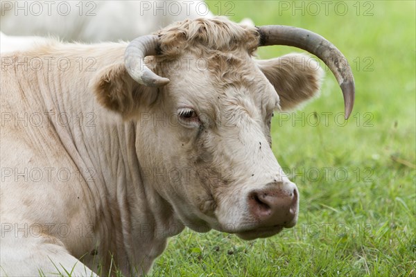 Charolais cattle