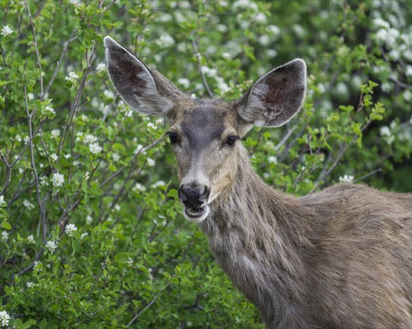 Mule Deer (Odocoileus hemionus)