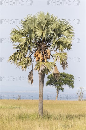 African Fan Palm (Borassus aethiopum)