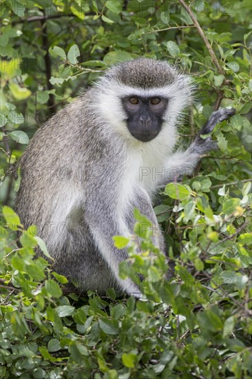 Reddish-green Vervet Monkey (Chlorocebus pygerythrus rufoviridis)