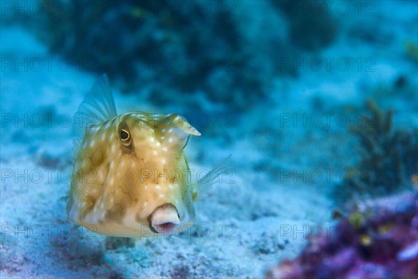 Longhorn Cowfish (Lactoria cornuta)