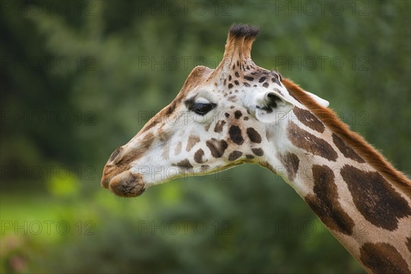 Rothschild's Giraffe (Giraffa camelopardalis rothschildi)