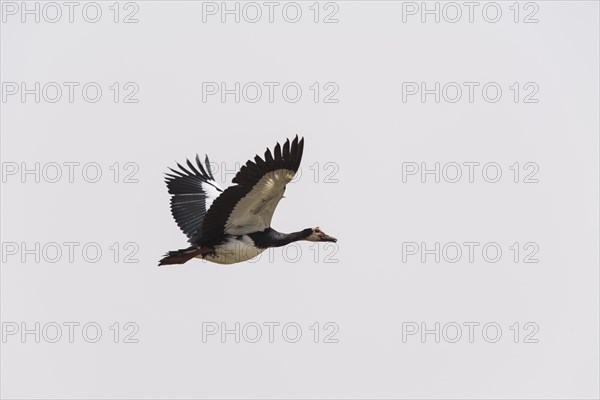 Spur-winged Goose (Plectropterus gambensis)