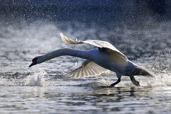 Mute Swan (Cygnus olor)