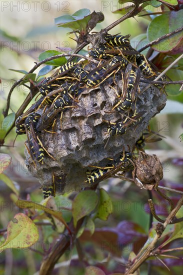 Paper Wasps (Polistes Nimpha) at nest