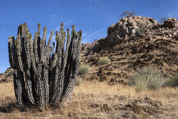 Gifboom or poision tree (Euphorbia virosa)