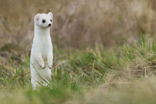 Ermine (Mustela erminea) in winter coat