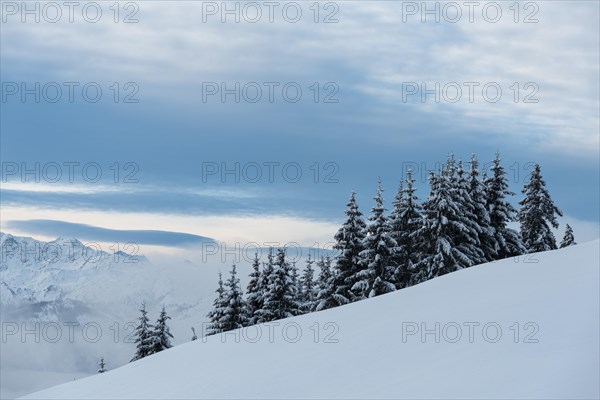 Snow-covered spruces