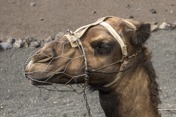 Camel wearing a muzzle