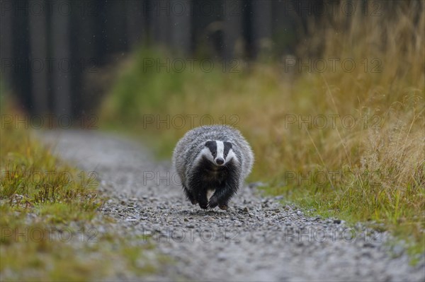 European badger (Meles meles)