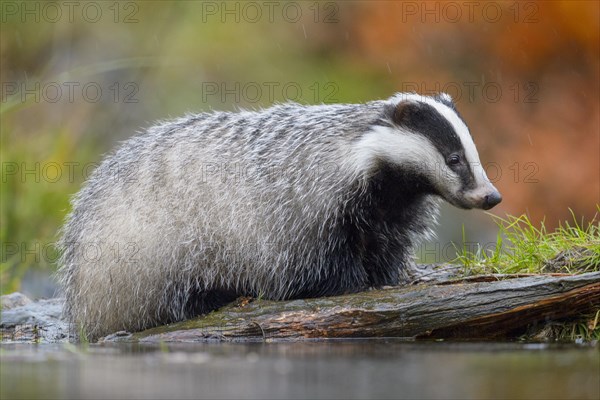 European badger (Meles meles)