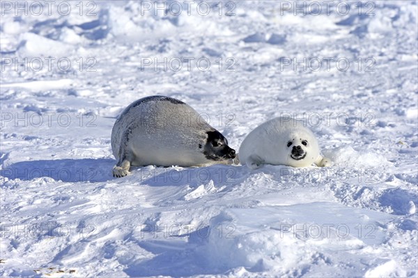 Harp Seal or Saddleback Seal (Pagophilus groenlandicus