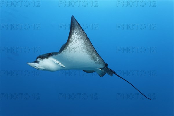 Spotted eagle ray (Aetobatus narinari)