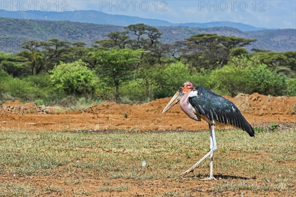 Marabou Stork (Leptoptilos crumeniferus) in the countryside