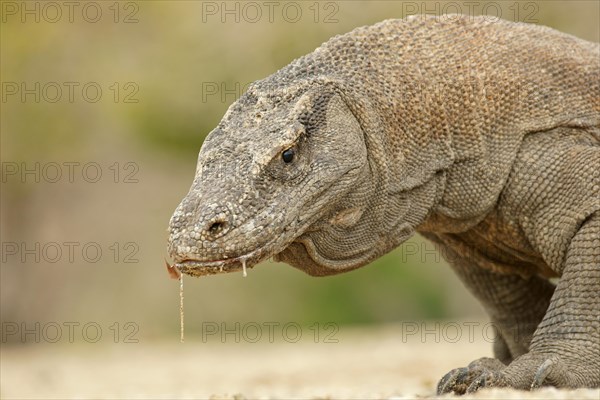 Komodo Dragon (Varanus komodoensis)