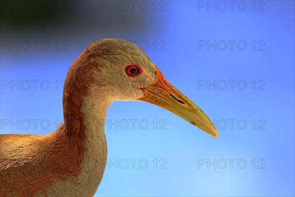 Giant Wood Rail (Aramides ypecaha)