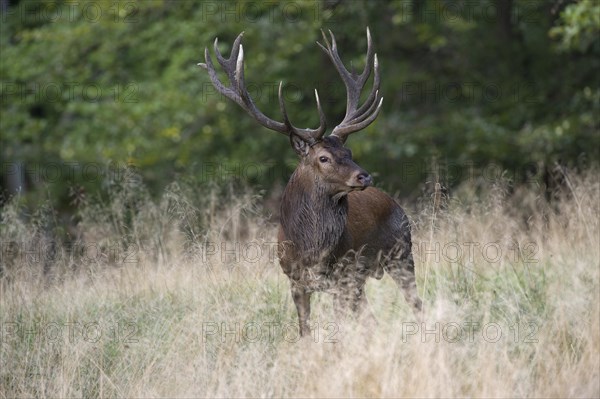 Red Deer (Cervus elaphus)