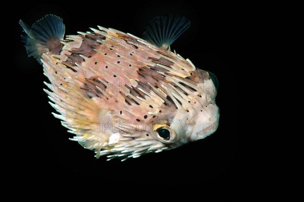 Long-spine Porcupinefish