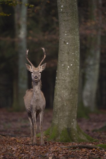 Red Deer (Cervus elaphus)