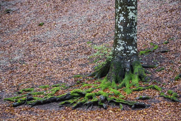 Roots of a beech tree