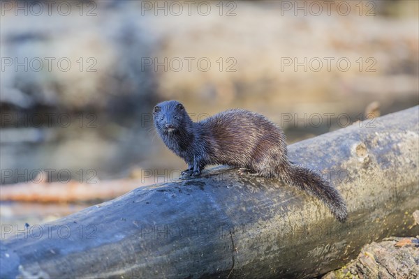 American mink (Neovison vison)