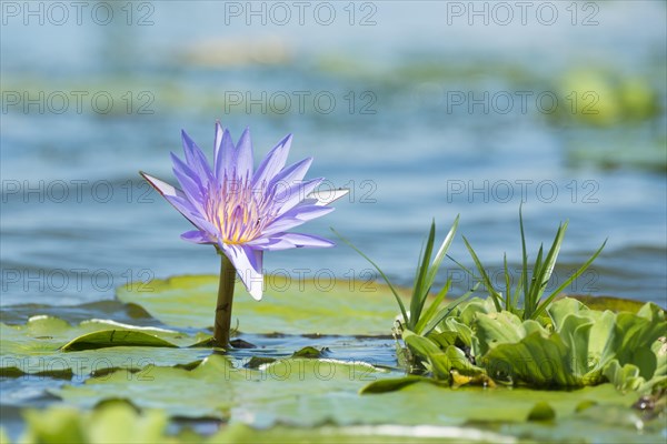 Cape Blue Water Lily (Nymphaea capensis)