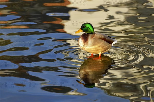 Mallard (Anas platyrhynchos)