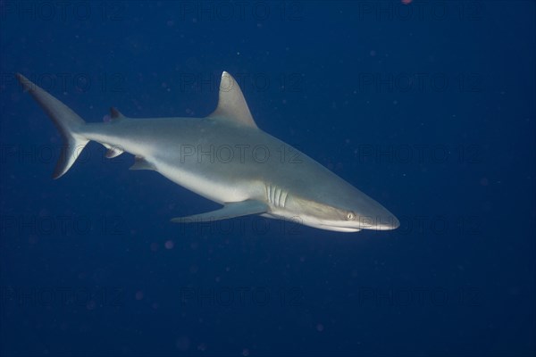 Grey Reef Shark (Carcharhinus amblyrhynchos)