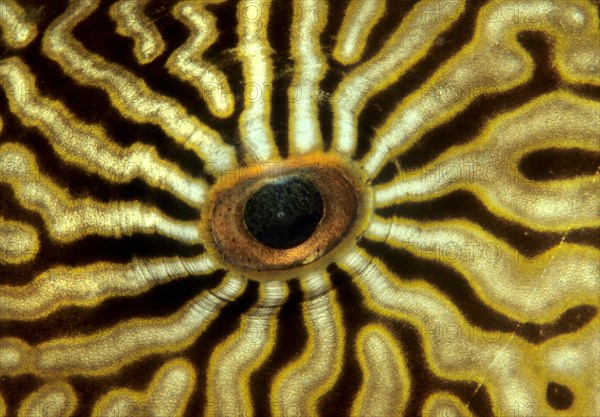 Eye of a Map Puffer or Map Pufferfish (Arothron mappa)