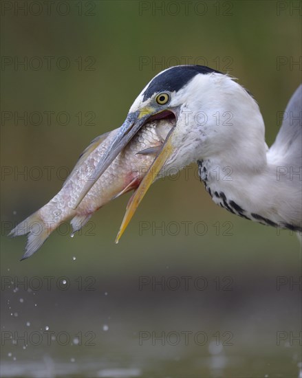 Grey Heron (Ardea cinerea)