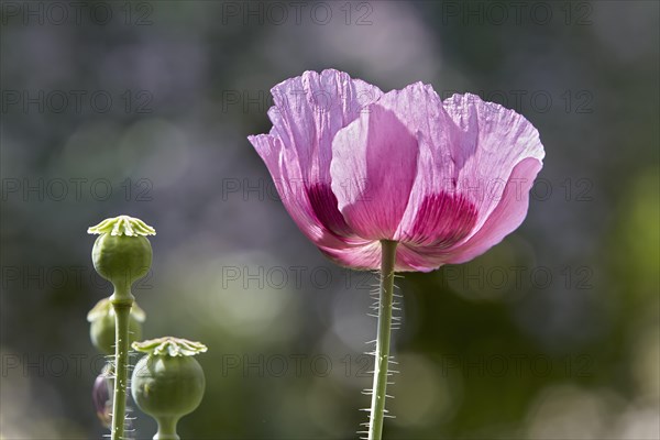 Oriental Poppy (Papaver orientale)