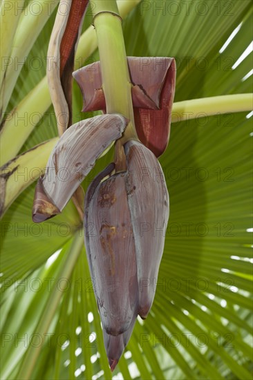 Banana flower on banana tree (Musa)