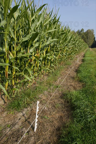 Electric protection fence against wild boar at a corn field