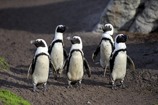 Jackass Penguins or African Penguins (Spheniscus demersus)