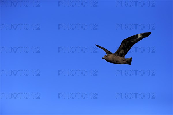 Subantarctic Skua or Brown Skua (Stercorarius antarcticus lonnbergi)