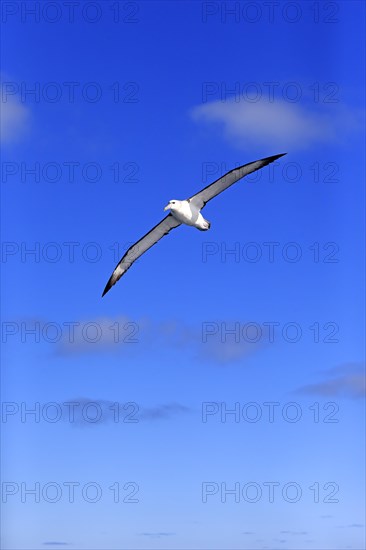 Shy albatross (Thalassarche cauta)