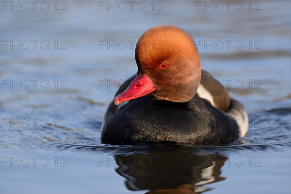 Pochard (Netta Rufina)