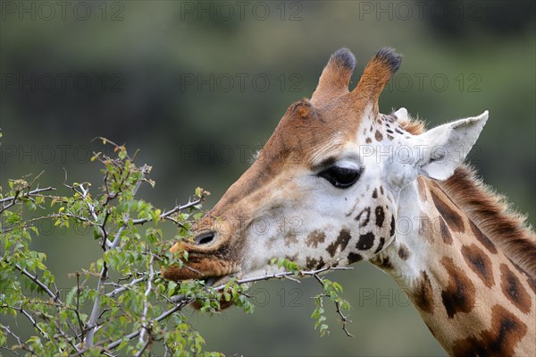 Rothschild's Giraffe (Giraffa camelopardalis rothschildi)