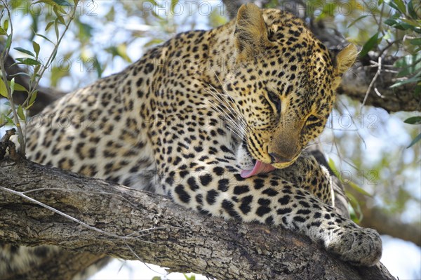 Leopard (Panthera pardus)