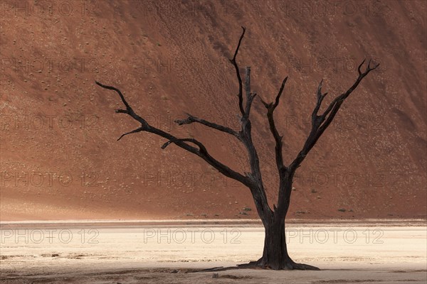 Dead camel thorn tree (Vachellia erioloba)