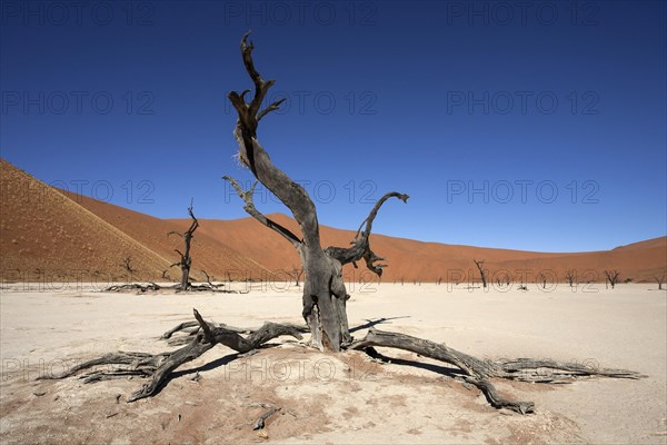 Dead Camel thorn trees (Vachellia erioloba)