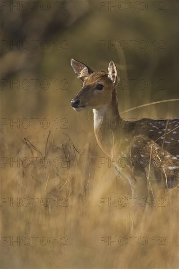 Chital