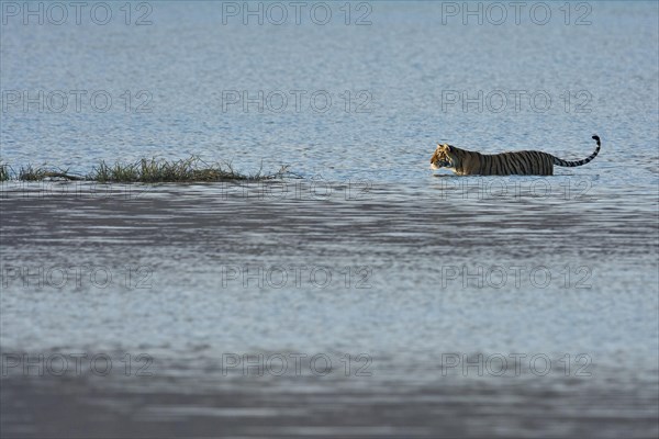 Wild Indian Tiger or Bengal Tiger (Panthera tigris tigris) walking through the blue water of a lake in Ranthambhore National Park