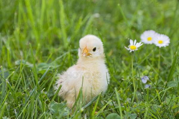 Bantam chick