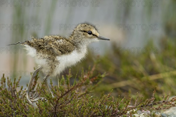 Young common sandpiper (Actitis hypoleucos)