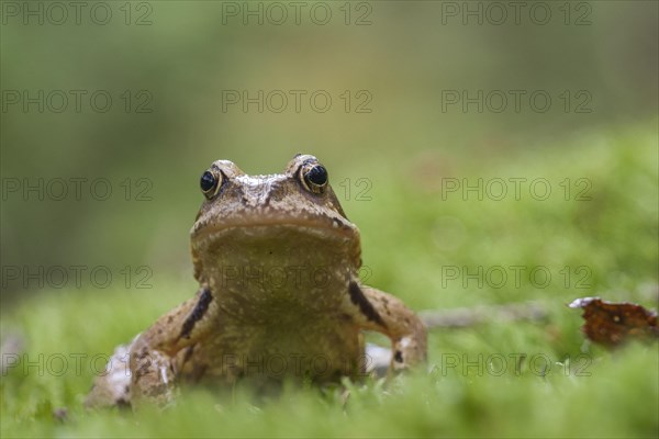 Common frog (Rana temporaria)