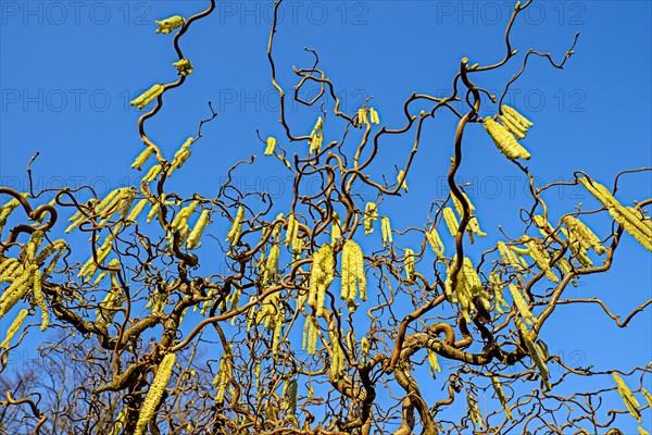 Corkscrew Hazel (Corylus avellana contorta)