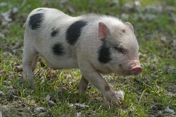 Mini pig Piglet